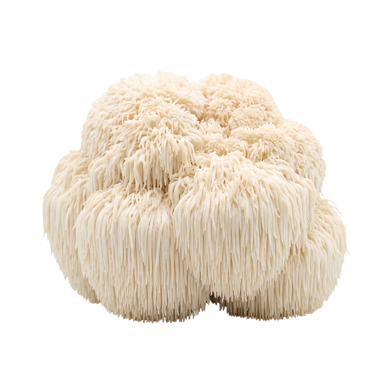 A cluster of lion's mane mushrooms