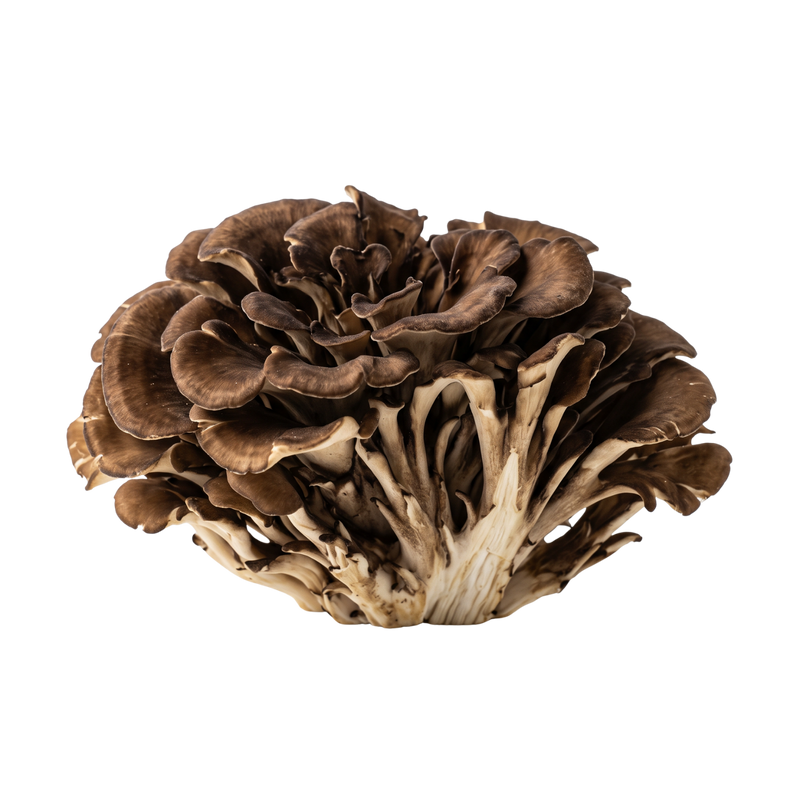 A cluster of Maitake brown oyster mushrooms with layered, fan-shaped caps and pale tan stems
