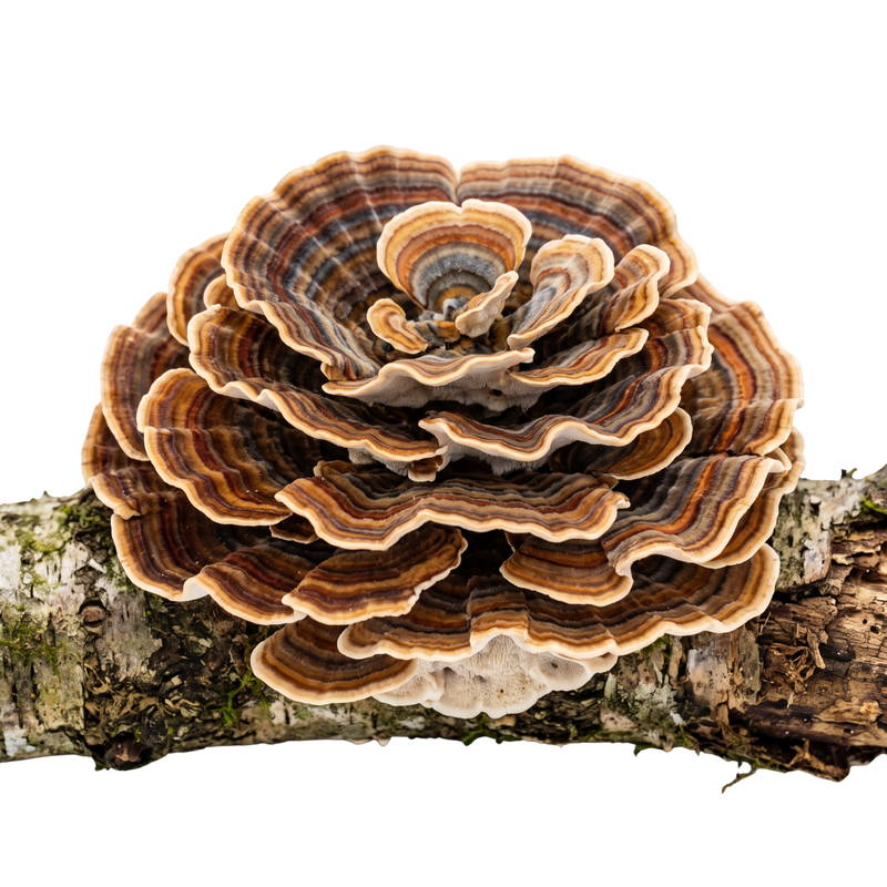 A close-up of a layered turkey tail mushroom growing on a weathered log