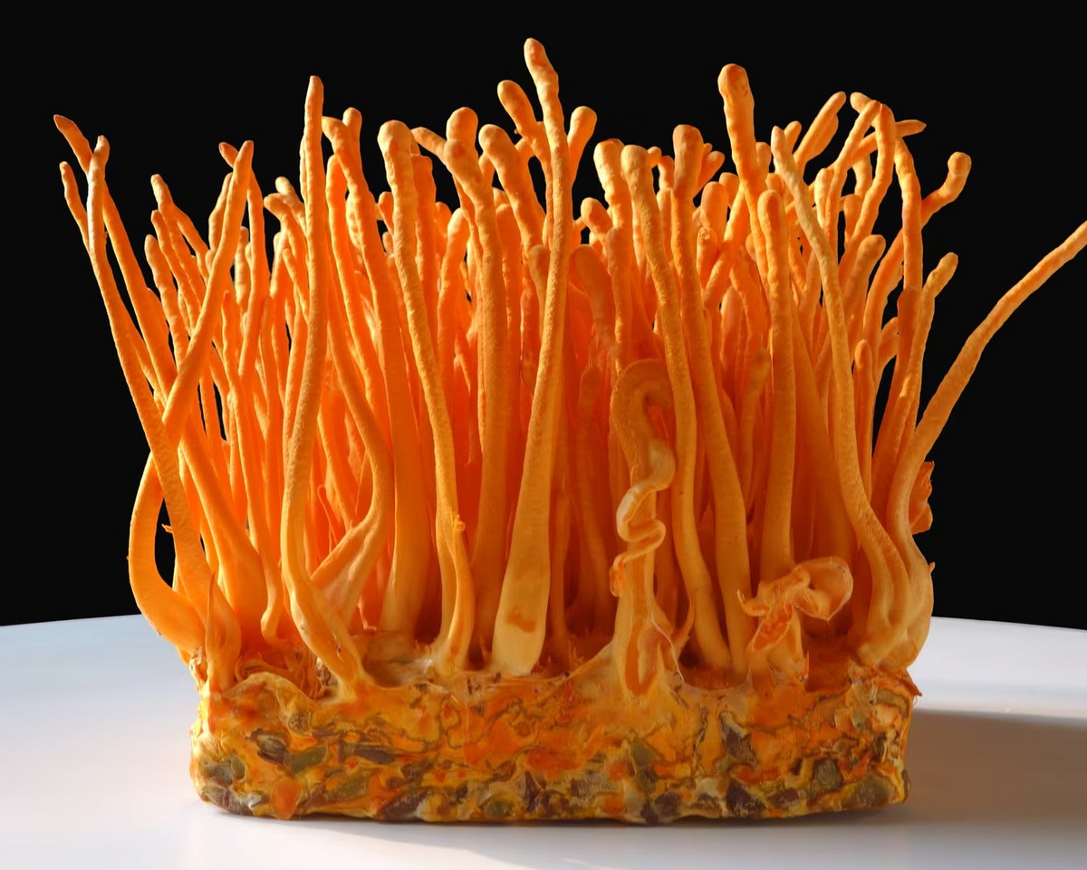Close-up view of Cordyceps functional mushrooms for energy and endurance in PsyKey coffee.