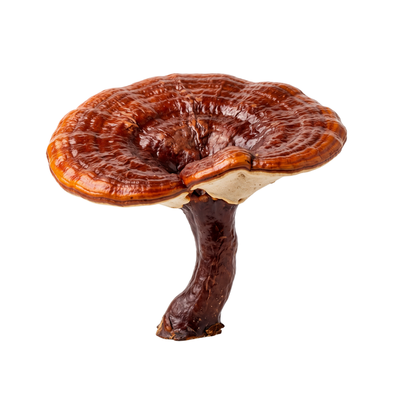 A single fresh reishi mushroom with a rich reddish-brown cap and a dark brown stem