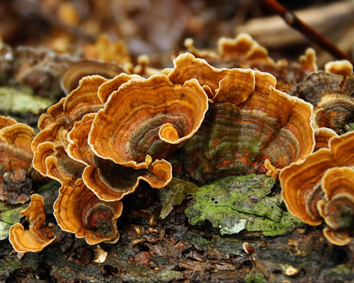 Close-up view of natural Turkey Tail functional mushroom fruiting bodies, supporting gut health and immune defense.